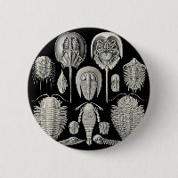 Trilobite!