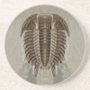 Trilobite Fossil Coaster