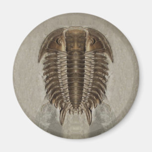 Trilobite Fossil Magnet