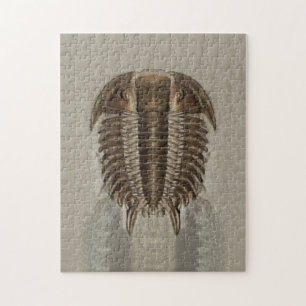 Trilobite Fossil Puzzle