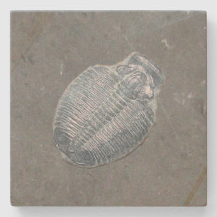 Trilobite Fossil Stone Coaster
