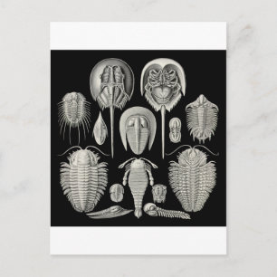 Trilobite! Postcard