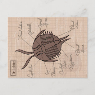 Trilobite Postcard