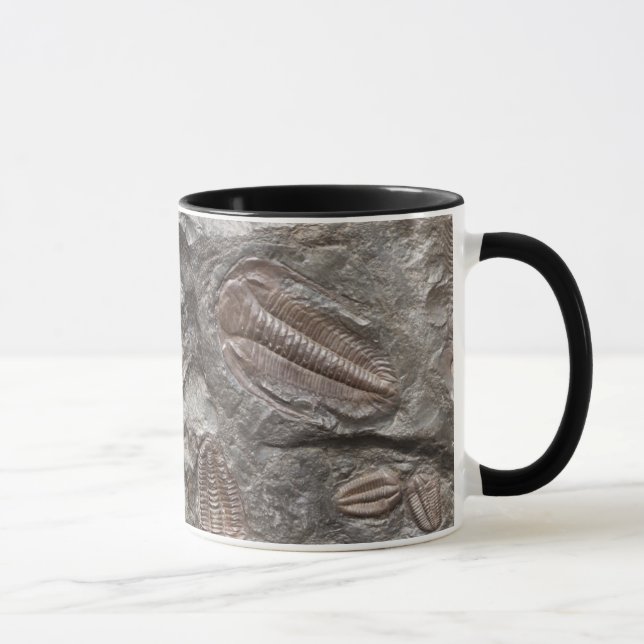 Trilobites fossile : Tasse de FOSSILES de (Droite)