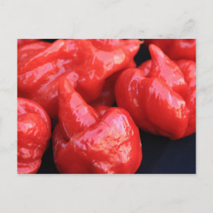 Trinidad Moruga Scorpion Chili Pepper Postcard