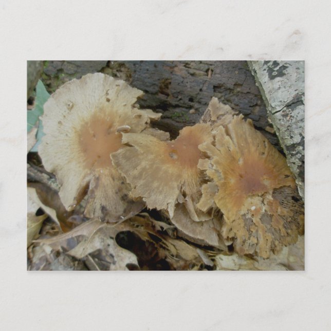 Trio Aged Mushrooms Postcard (Front)