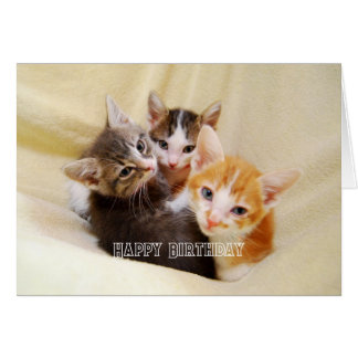 Trio de chatons chauds et doux Joyeux Anniversaire