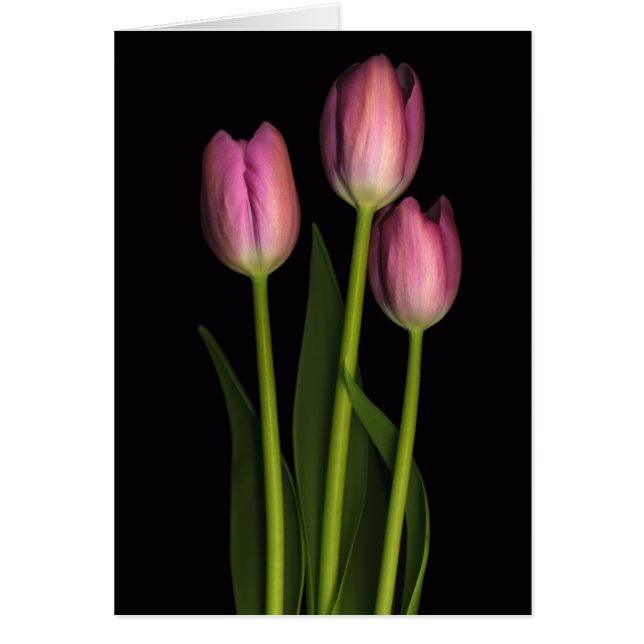 Trio de tulipe (Devant)