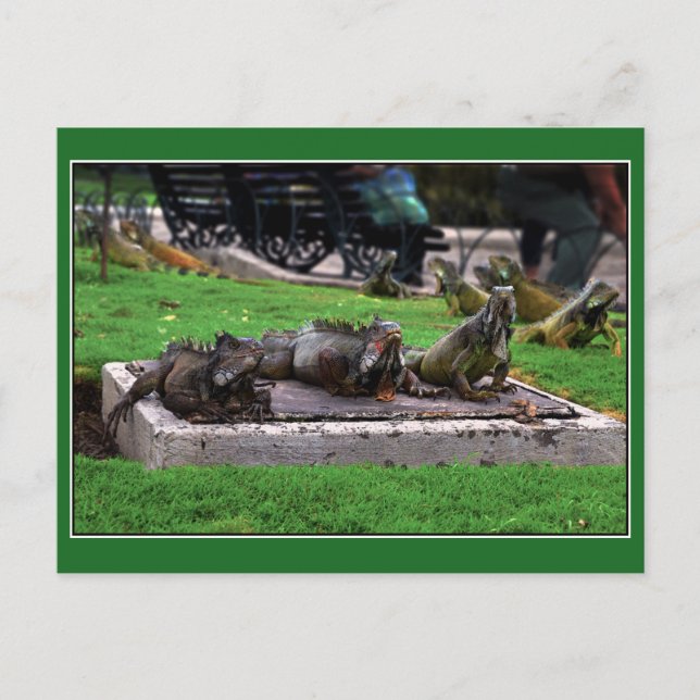 Trio in Iguana Park, Guayaquil, Ecuador Postcard (Front)