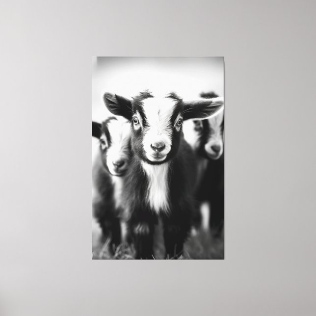 Trio of Baby Goats Monochromatic Portrait Canvas Print (Front)