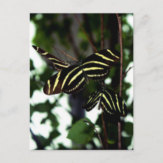 Trio of Butterflies Postcard