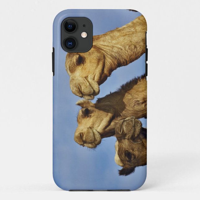 Trio of camels, camel market, Cairo, Egypt Case-Mate iPhone Case (Back)