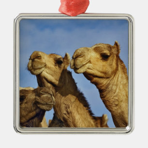 Trio of camels, camel market, Cairo, Egypt Metal Ornament