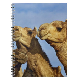Trio of camels, camel market, Cairo, Egypt Notebook