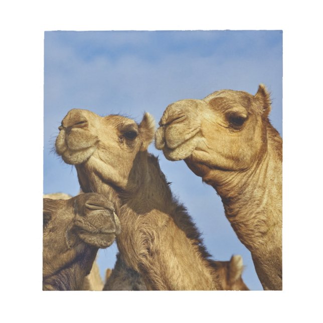 Trio of camels, camel market, Cairo, Egypt Notepad (Front)