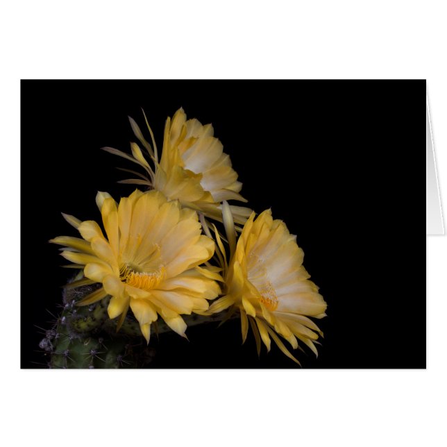 Trio of Charlemagne (Front Horizontal)