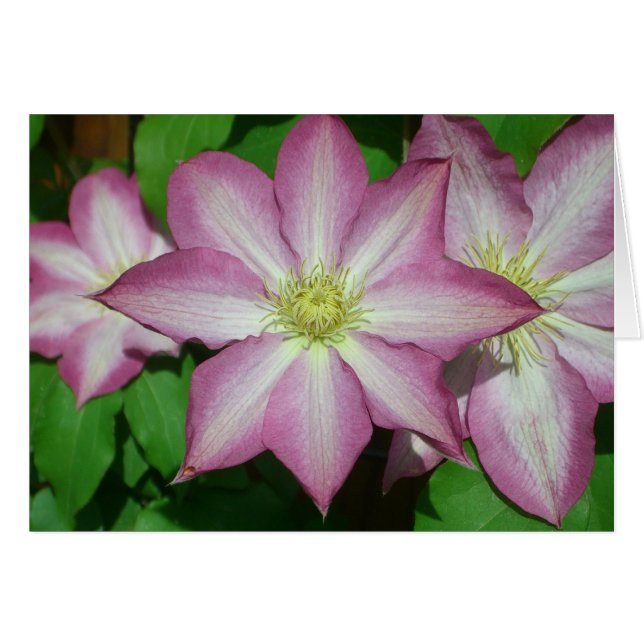 Trio of Clematis Pink and White Spring Vine (Front Horizontal)