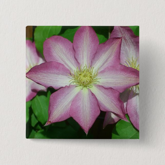 Trio of Clematis Pink and White Spring Vine 2 Inch Square Button (Front)