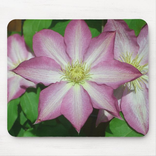 Trio of Clematis Pink and White Spring Vine Mouse Pad (Front)