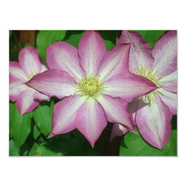 Trio of Clematis Pink and White Spring Vine Photo Print (Front)