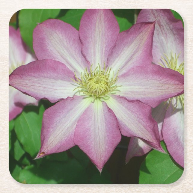 Trio of Clematis Pink and White Spring Vine Square Paper Coaster (Front)