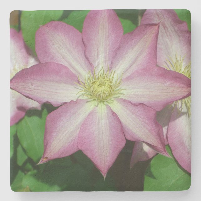 Trio of Clematis Pink and White Spring Vine Stone Coaster (Front)