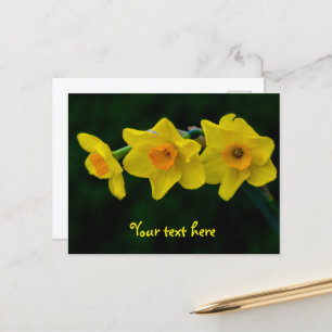 Trio of Daffodils Postcard