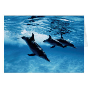 Trio of Dolphins