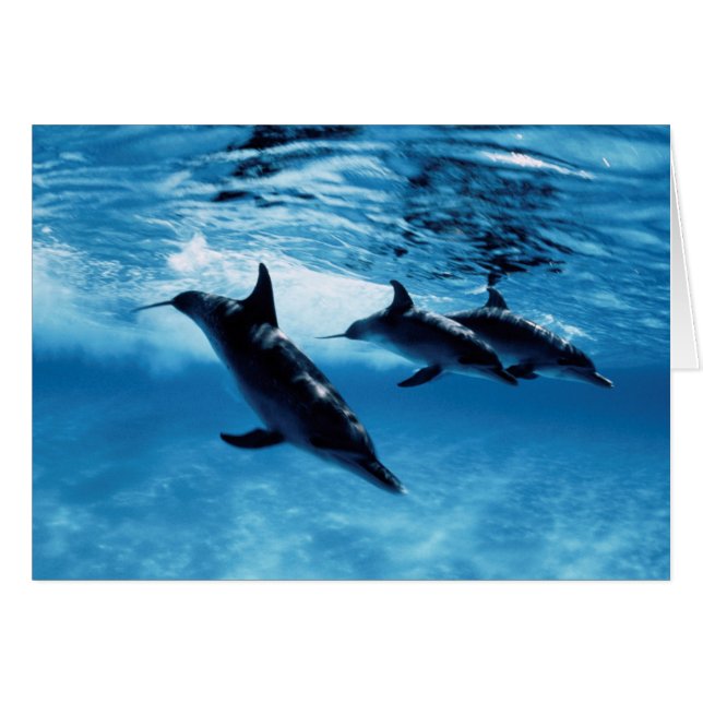 Trio of Dolphins (Front Horizontal)
