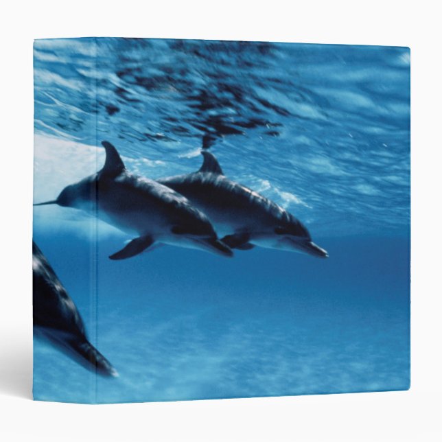 Trio of Dolphins Binder (Front/Spine)