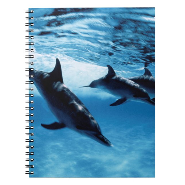 Trio of Dolphins Notebook (Front)