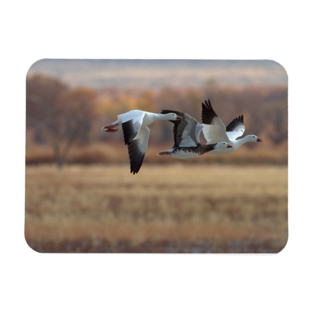 Trio Of Geese Magnet (Horizontal)