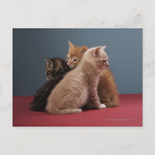 Trio of kittens postcard