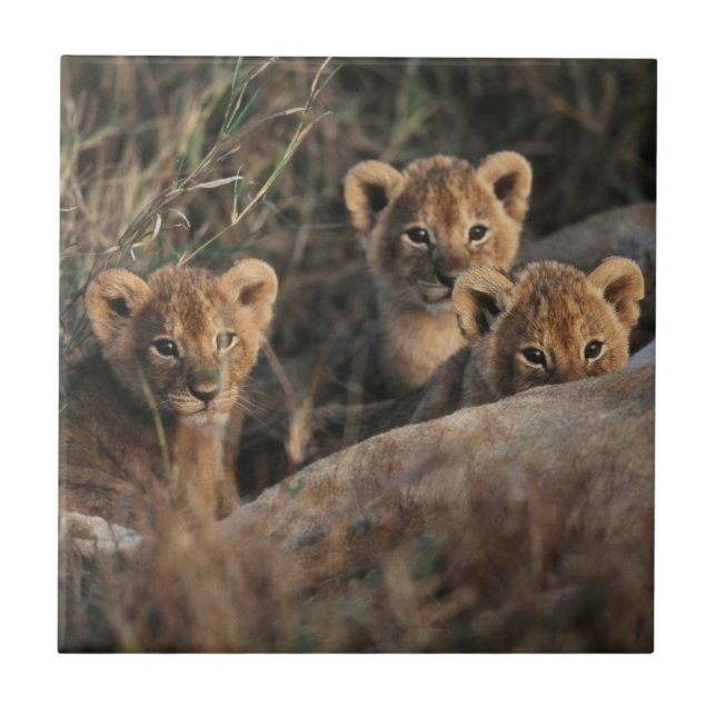 Trio of Lion Cubs with Mother Tile (Front)