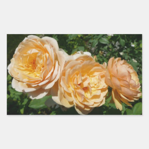 Trio of Peach Roses Floral Sticker