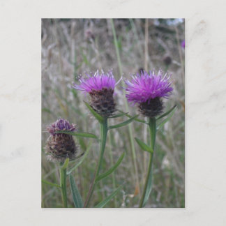 Trio of purple thistles postcard