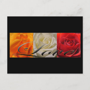 Trio of Roses Postcard