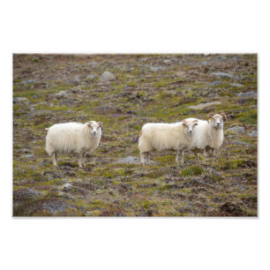 Trio of Sheep, Iceland Photo Print