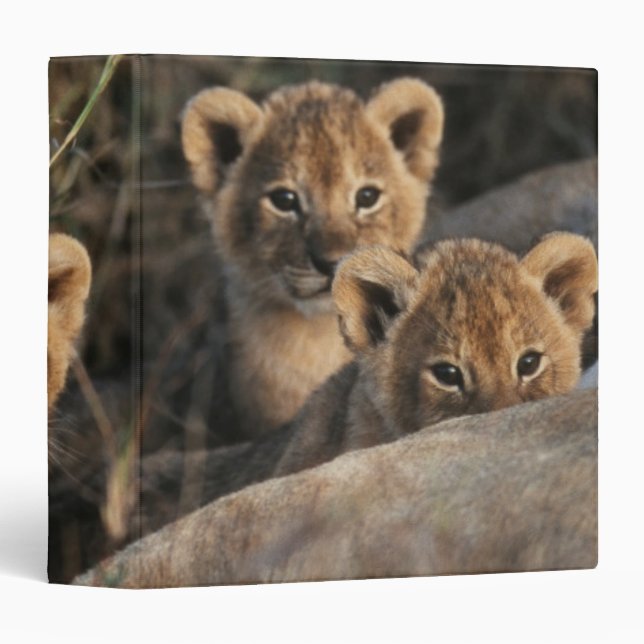 Trio of six week old Lion cubs sitting Binder (Front/Spine)