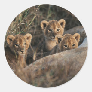 Trio of six week old Lion cubs sitting Classic Round Sticker