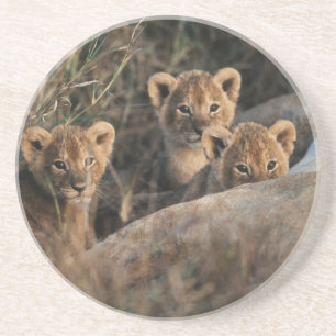 Trio of six week old Lion cubs sitting Coaster