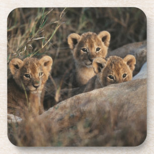 Trio of six week old Lion cubs sitting Coaster