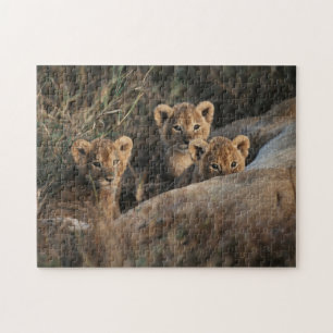 Trio of six week old Lion cubs sitting Jigsaw Puzzle
