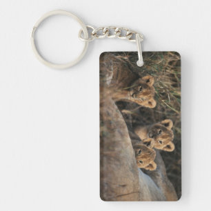 Trio of six week old Lion cubs sitting Keychain
