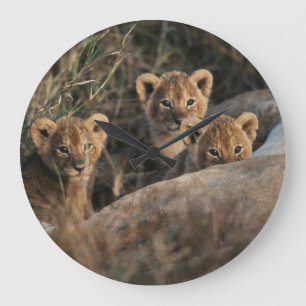 Trio of six week old Lion cubs sitting Large Clock