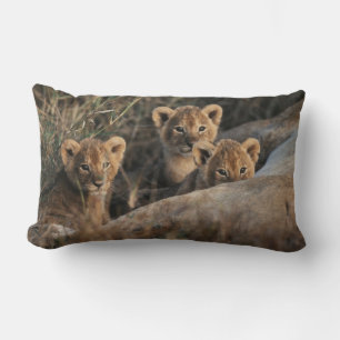 Trio of six week old Lion cubs sitting Lumbar Pillow