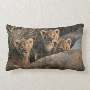 Trio of six week old Lion cubs sitting Lumbar Pillow