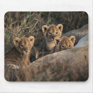Trio of six week old Lion cubs sitting Mouse Pad