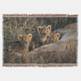 Trio of six week old Lion cubs sitting Throw Blanket