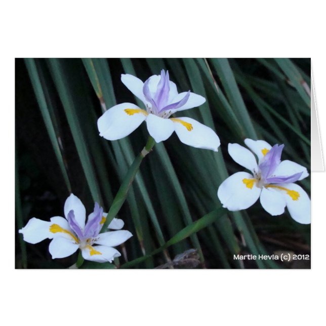 Trio Papillon Iris (Devant horizontal)